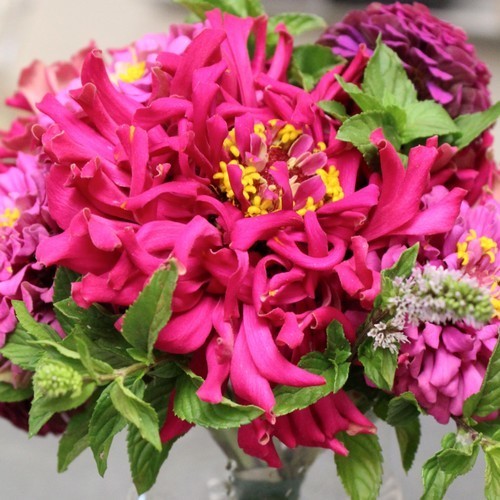 Zinnia elegans 'Emperor Lilac'