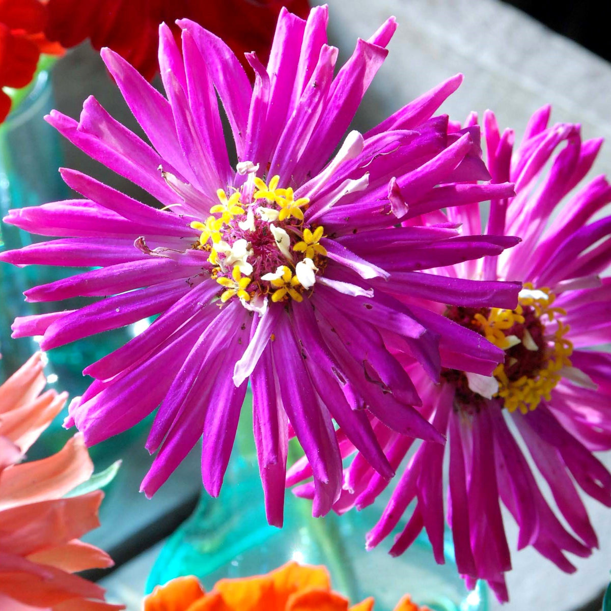 Zinnia elegans 'Emperor Lilac'
