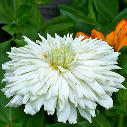 Zinnia elegans 'Snowman White'