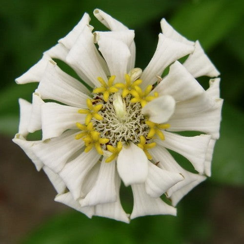 Zinnia elegans 'Snowman White'