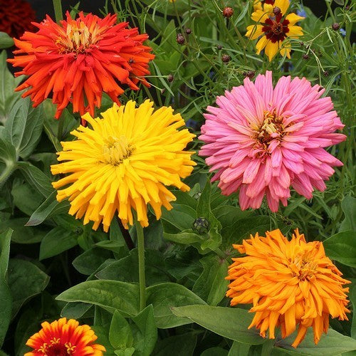 Zinnia elegans 'Chrysanthemum-Flowered Giants' / 'Super Cactus Mix'