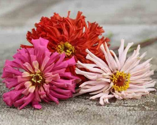 Zinnia elegans 'Chrysanthemum-Flowered Giants' / 'Super Cactus Mix'