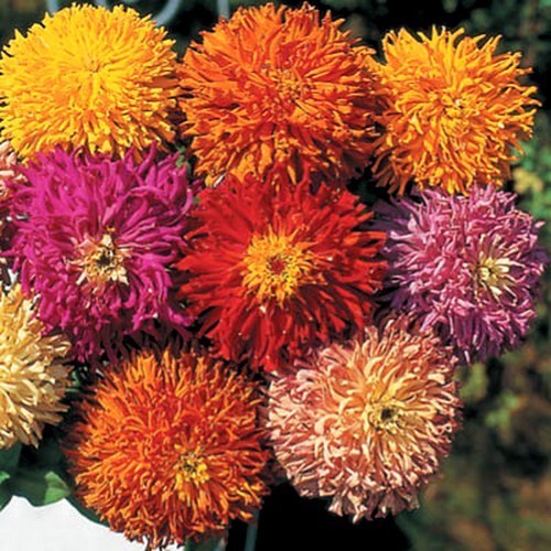 Zinnia elegans 'Chrysanthemum-Flowered Giants' / 'Super Cactus Mix'