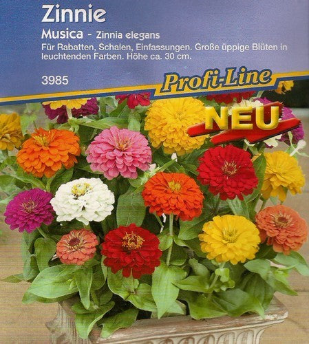 Zinnia elegans 'Musica'