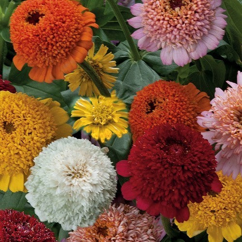 Zinnia elegans 'Cresto Mixed'