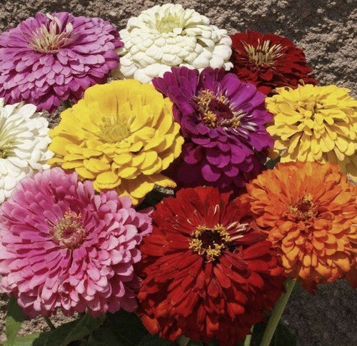 Zinnia elegans 'Dahliabloemige Reuzen Mix' / 'Formula Mix'