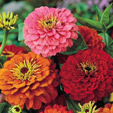 Zinnia elegans 'Dahlia-flowered Giants Mix' / 'Formula Mix'