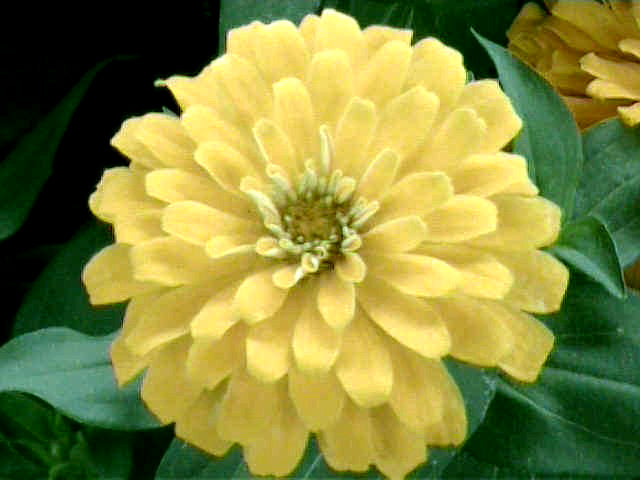 Zinnia elegans 'Canary Bird'