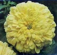 Zinnia elegans 'Canary Bird'