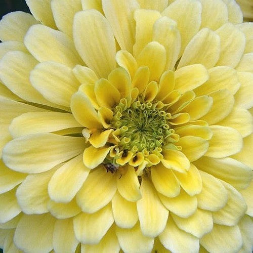 Zinnia elegans 'Isabellina'