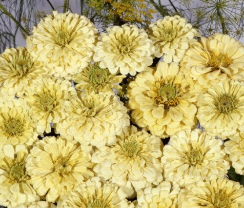 Zinnia elegans 'Isabellina'