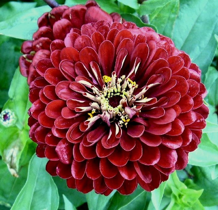 Zinnia elegans 'Météor'