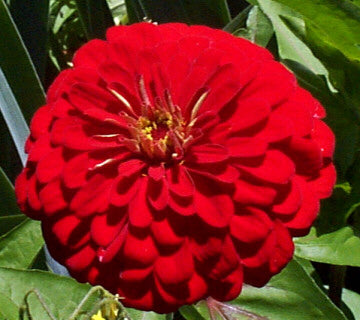 Zinnia elegans 'Météor'