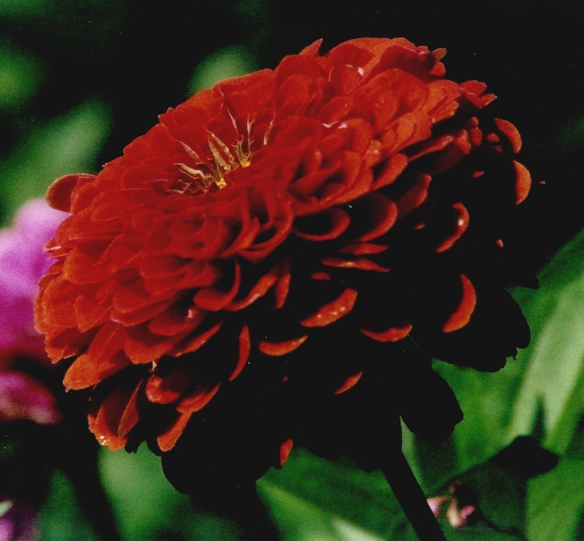 Zinnia elegans 'Météor'