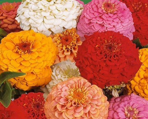 Zinnia elegans 'Oklahoma Mix'