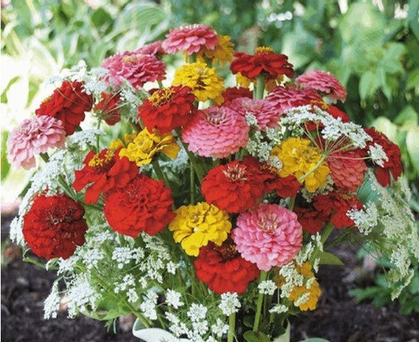 Zinnia elegans 'Oklahoma Mix'