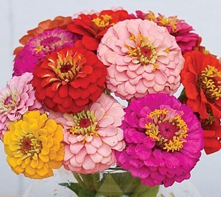 Zinnia elegans 'Oklahoma Mix'