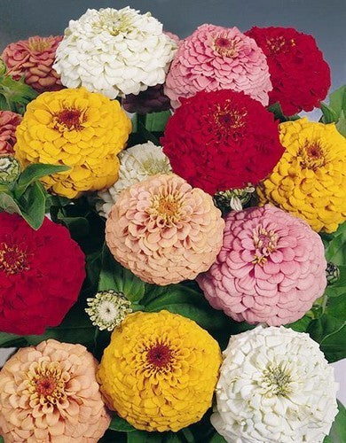 Zinnia elegans 'Oklahoma Mix'