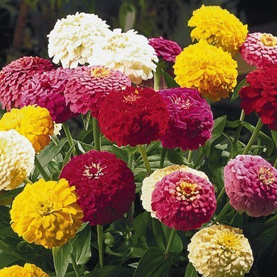 Zinnia elegans 'Oklahoma Mix'