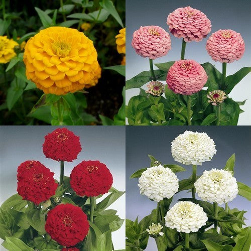 Zinnia elegans 'Oklahoma Mix'