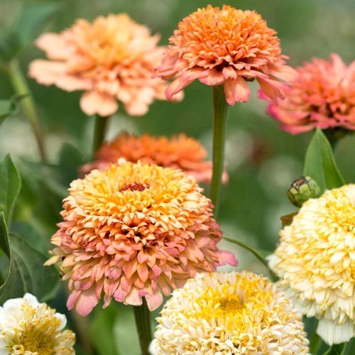 Zinnia elegans 'Peaches and Cream'