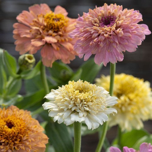 Zinnia elegans 'Peaches and Cream'