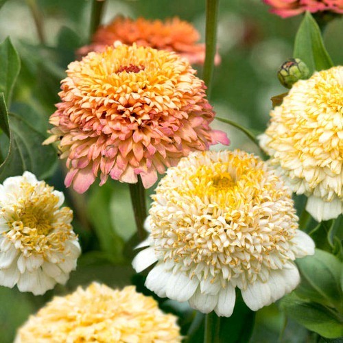 Zinnia elegans 'Peaches and Cream'