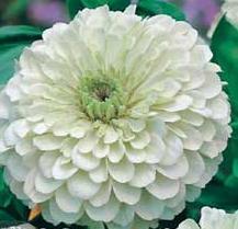 Zinnia elegans 'Polar Bear'
