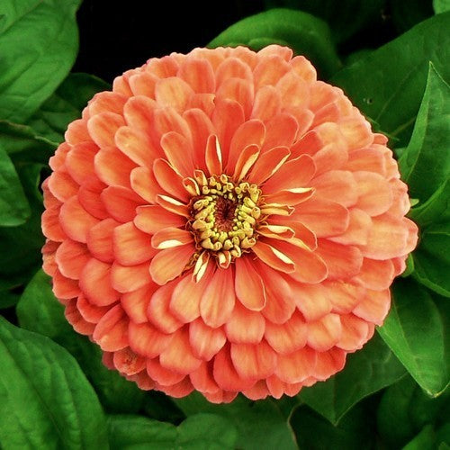 Zinnia elegans 'Salmon Queen'