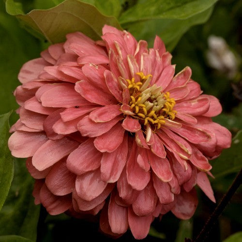 Zinnia elegans 'Salmon Queen'