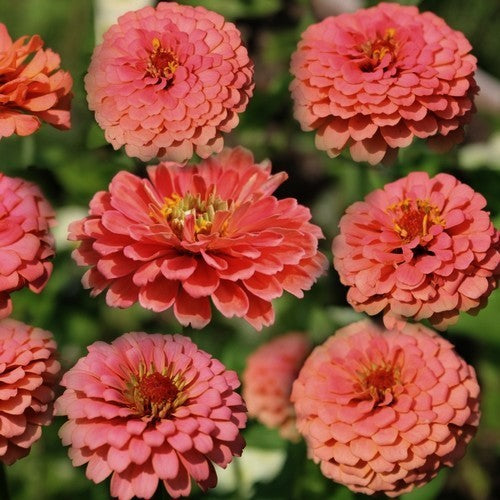 Zinnia elegans 'Salmon Queen'