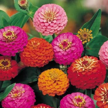 Zinnia elegans 'Lilliput Formula Mixed'