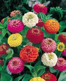 Zinnia elegans 'Lilliput Formula Mixed'