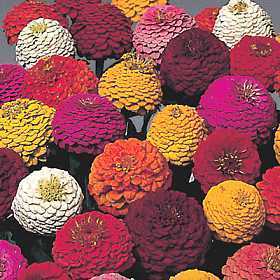 Zinnia elegans 'Lilliput Formula Mixed'
