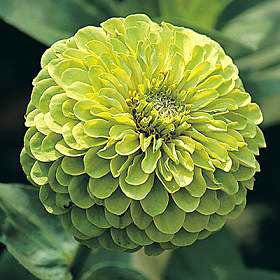 Zinnia elegans 'Envy'