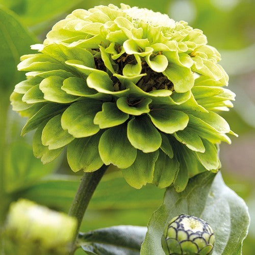 Zinnia elegans 'Envy'