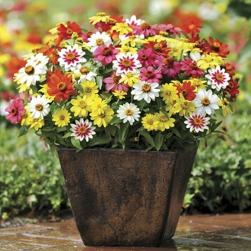Zinnia angustifolia 'Pinwheel'
