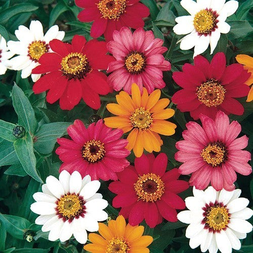Zinnia angustifolia 'Pinwheel'