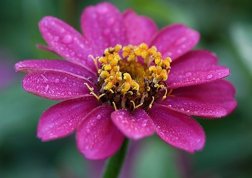 Zinnia angustifolia 'Profusion Cherry' / 'Lilac Rose'