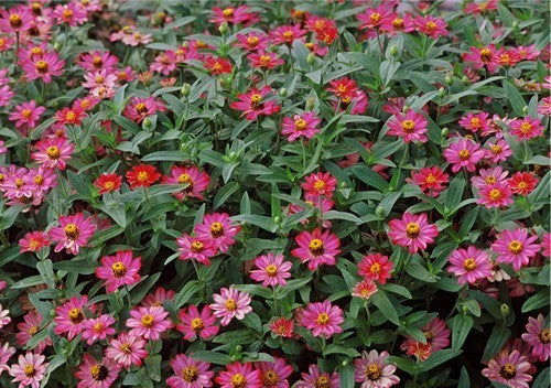 Zinnia angustifolia 'Profusion Cherry' / 'Lilac Rose'