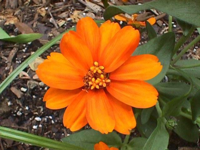 Zinnia angustifolia 'Profusion Orange'