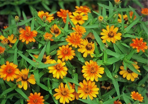 Zinnia angustifolia 'Profusion Orange'