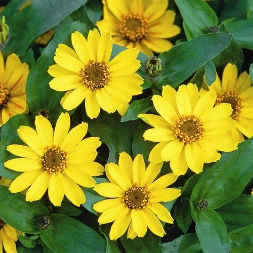 Zinnia angustifolia 'Profusion Yellow'