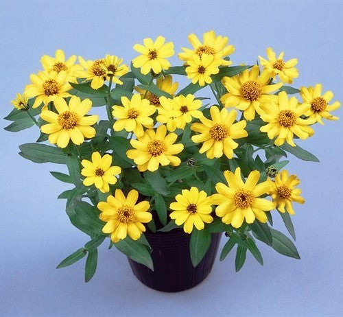 Zinnia angustifolia 'Profusion Yellow'
