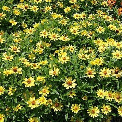 Zinnia angustifolia 'Profusion Yellow'