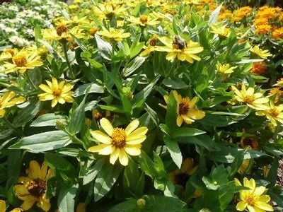Zinnia angustifolia 'Profusion Yellow'