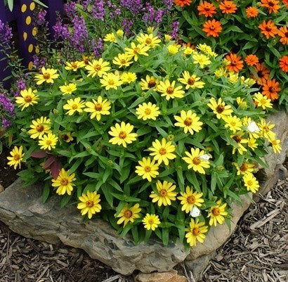 Zinnia angustifolia 'Profusion Yellow'