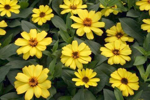 Zinnia angustifolia 'Profusion Yellow'