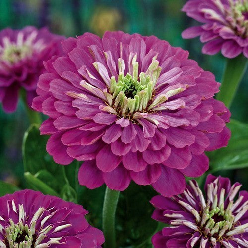 Zinnia elegans 'Purple Prince'