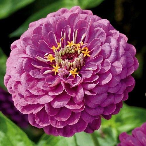 Zinnia elegans 'Purple Prince'